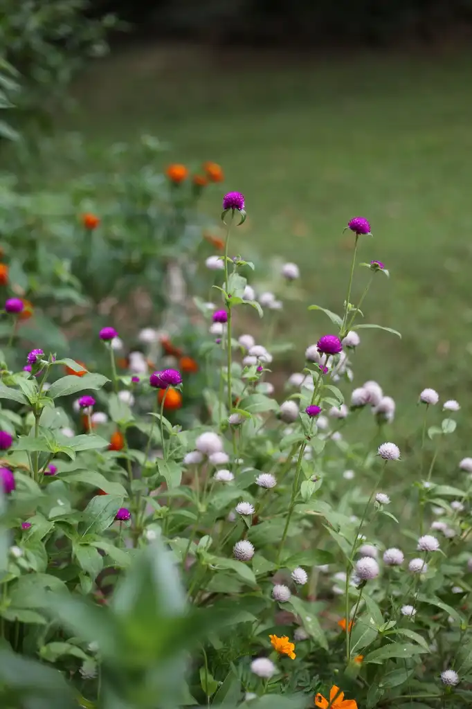 Foto de Gomphrena globosa - Flowers (Cabarrus County,NC)-Summer:Hope Duckworth