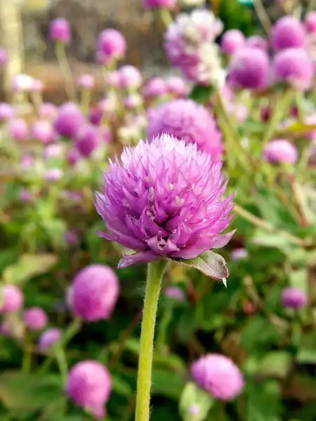 Foto de Gomphrena globosa - Gomphrena globosa:Beautifulcataya