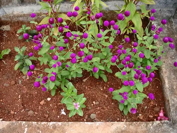 Foto de Gomphrena globosa - Gomphrena globosa:Lauren Gutierrez