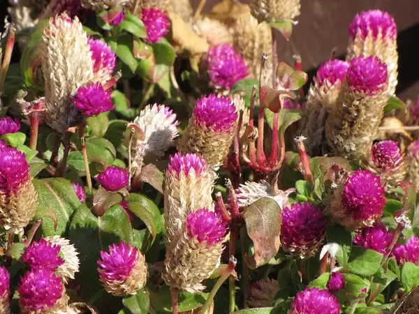 Foto de Gomphrena globosa - Gomphrena globosa:Beautifulcatya