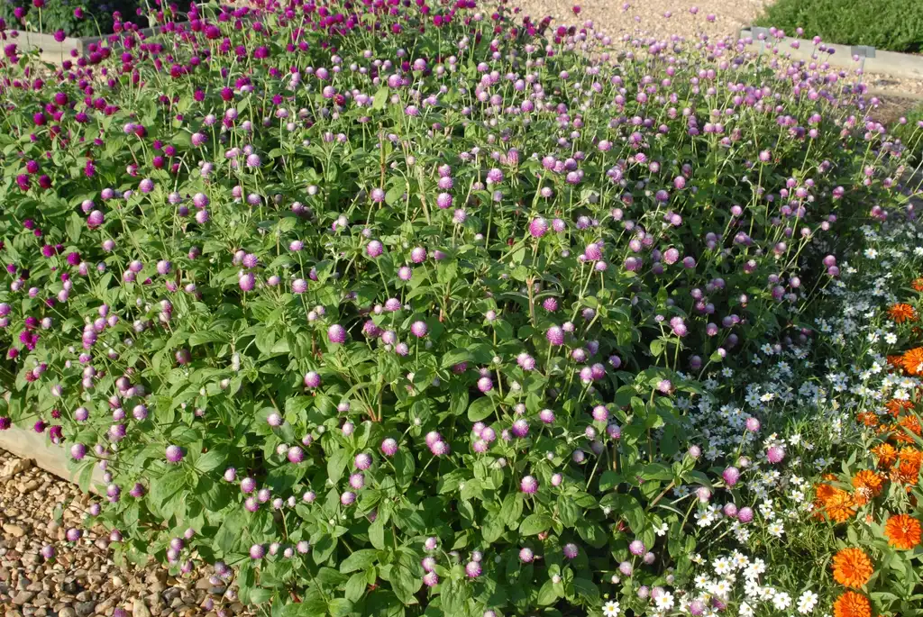 Foto de Gomphrena globosa - 'Bicolor Rose' Flower Form:Jim Robbins