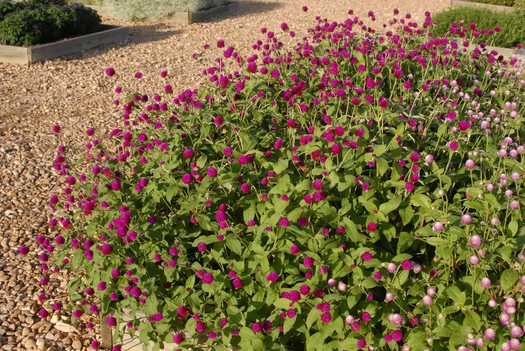 Foto de Gomphrena globosa - 'Purple Red' Flower Form:Jim Robbins