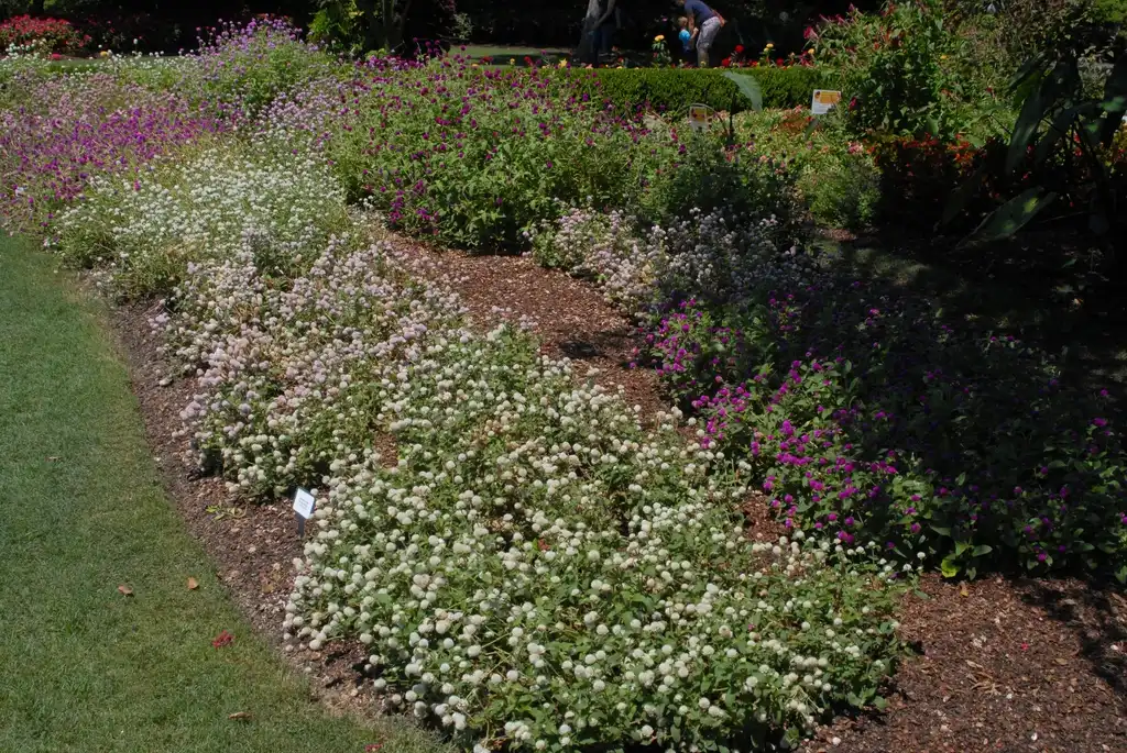 Foto de Gomphrena globosa - Gomphrena globosa:Trials