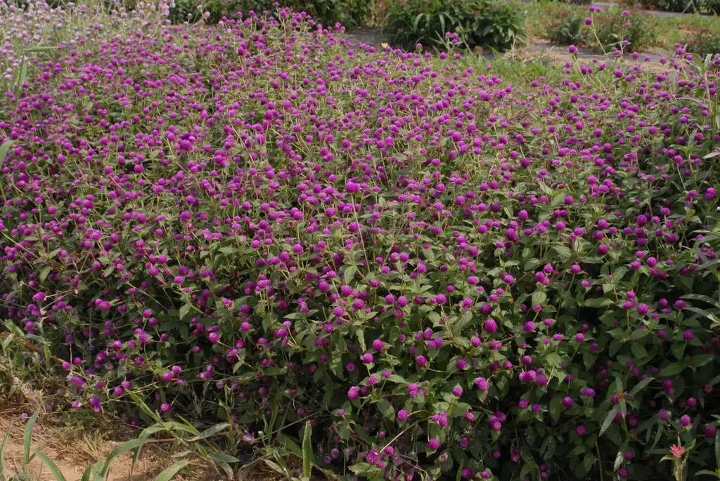 Foto de Gomphrena globosa - 'Pinball Purple' Flower Form:Jim Robbins