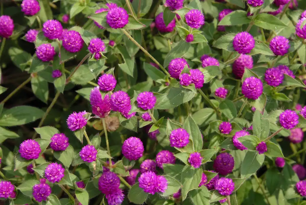 Foto de Gomphrena globosa - 'Pinball Purple' Flower and Leaves:Jim Robbins
