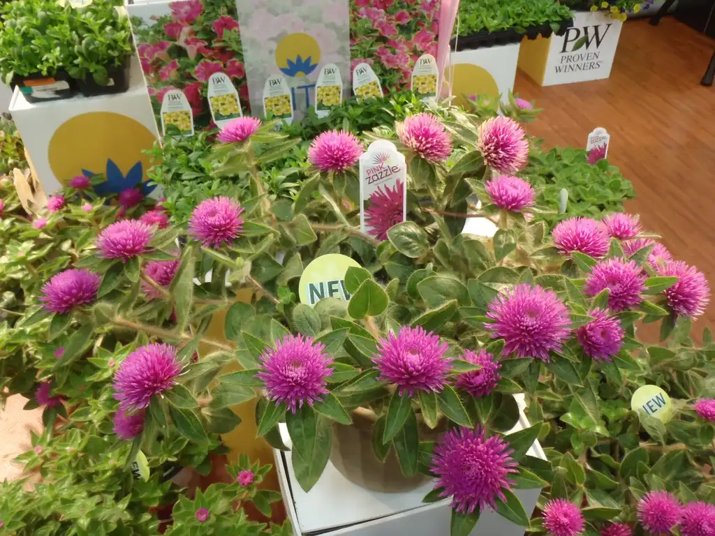 Фото Gomphrena 'Pink Zazzle' (Gomphrena 'Pink Zazzle's)