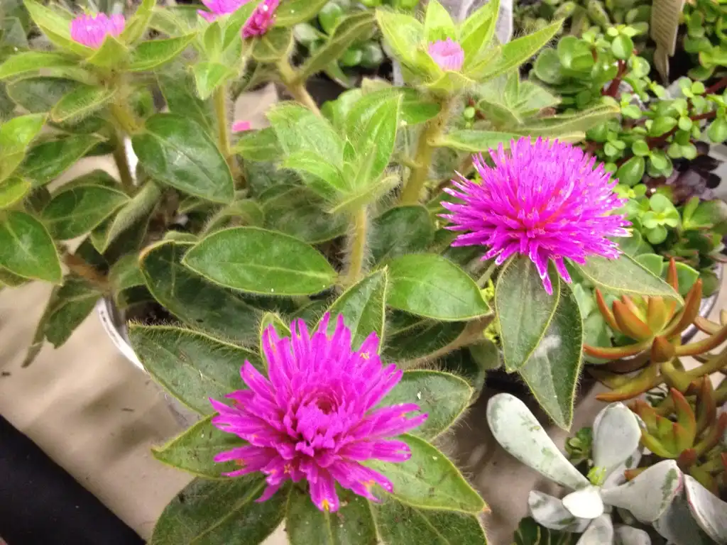 Фото Gomphrena 'Pink Zazzle' (Gomphrena 'Pink Zazzle's)
