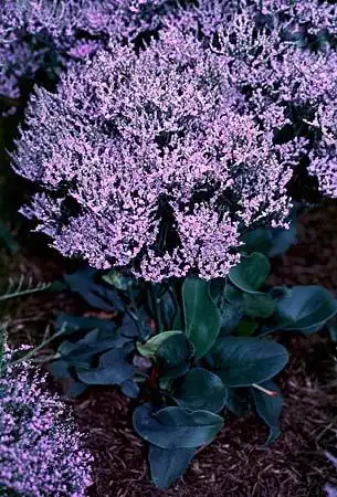 Фото Goniolimon tataricum (Goniolimon tataricums)