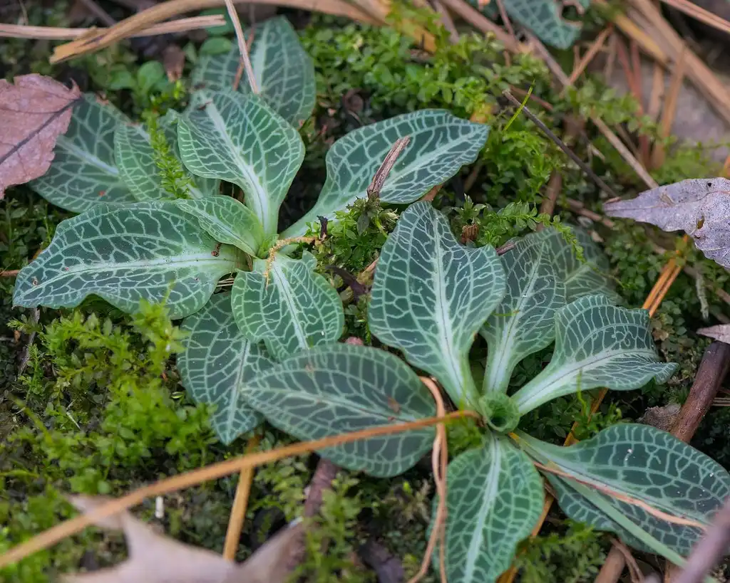 Foto de Goodyera pubescens (Goodyera pubescenss)