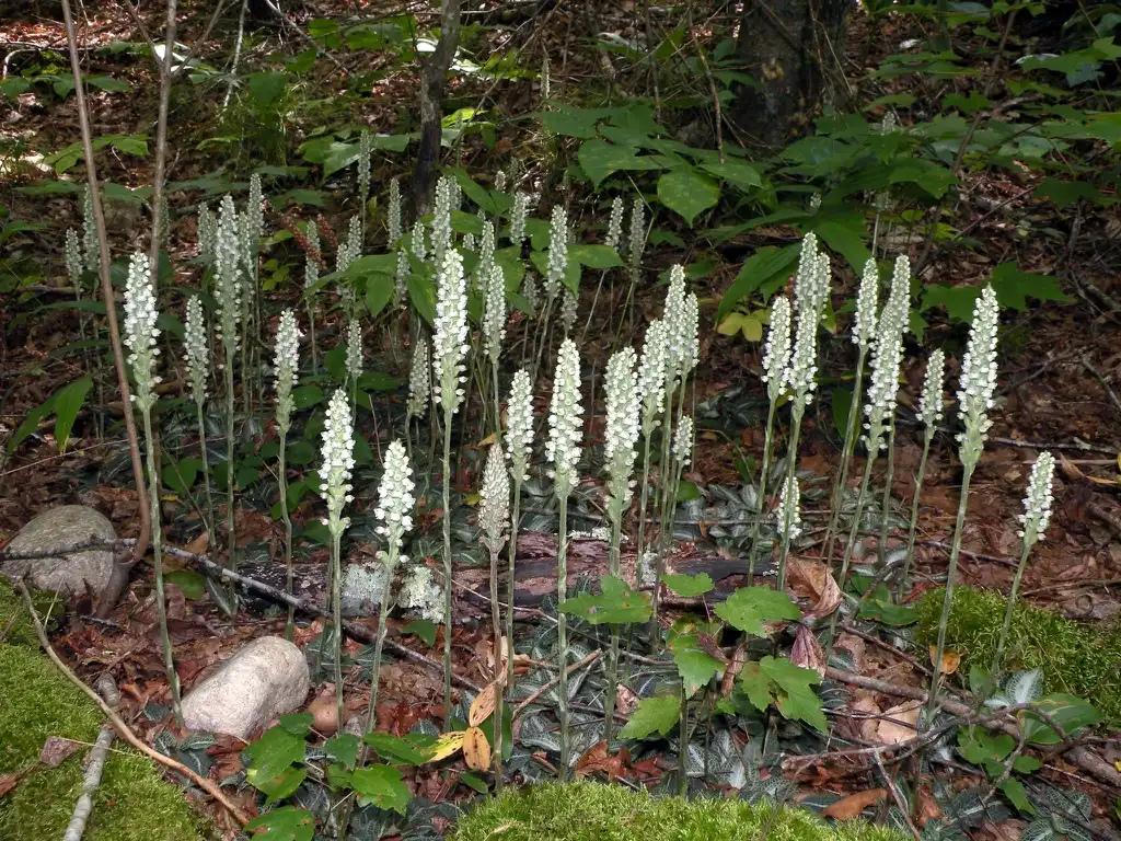 Foto de Goodyera pubescens (Goodyera pubescenss)