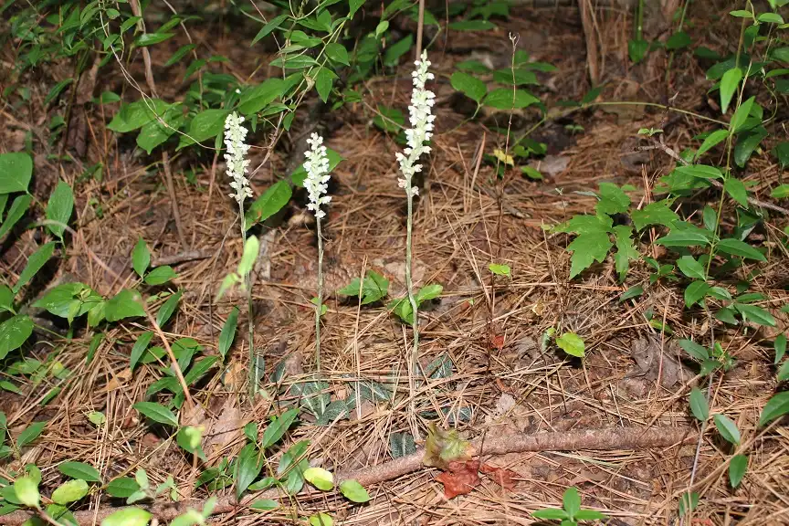 Foto de Goodyera pubescens - Whole Plant in Bloom:Al Riordan