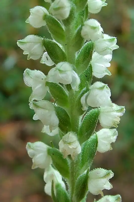 Foto de Goodyera pubescens - Flowers:Jason Hollinger