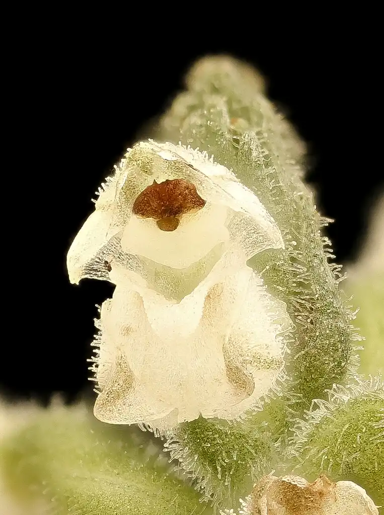 Foto de Goodyera pubescens - Close up of flower:USGS Bee Inventory and Monitoring Lab