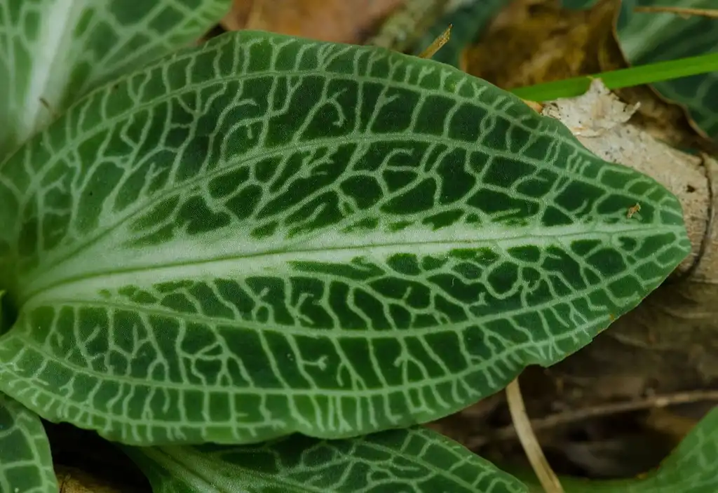 Foto de Goodyera pubescens - Leaf closeup:Joshua Mayer