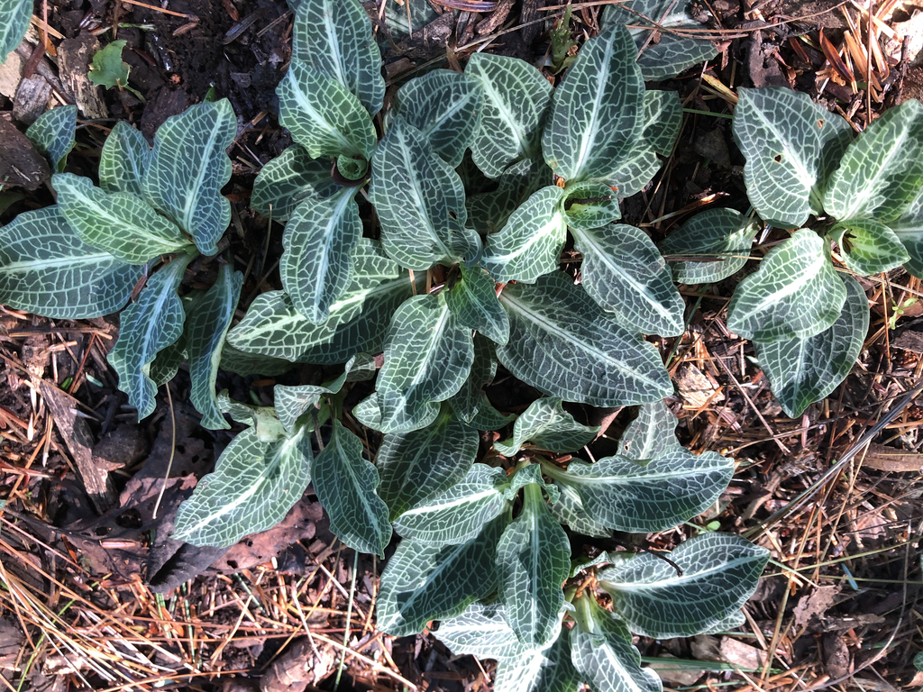 Foto de Goodyera pubescens - Leaves (Haywood County,NC)-Early Fall:Marcia Boyle