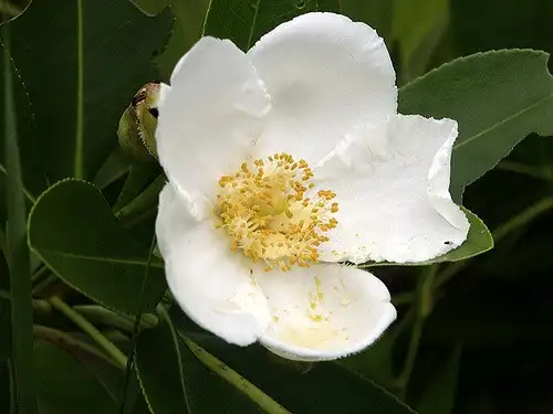 Фото Gordonia lasianthus (Gordonia lasianthuss)