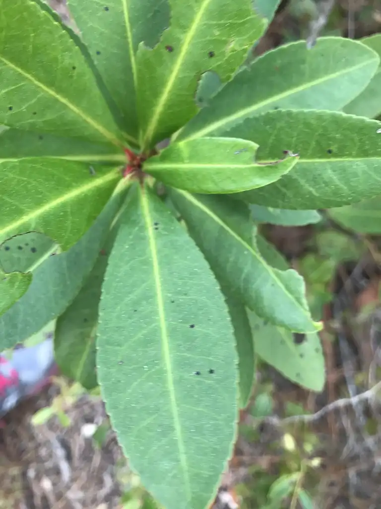 Фото Gordonia lasianthus (Gordonia lasianthuss)
