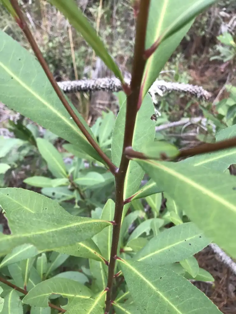 Фото Gordonia lasianthus - Stems and leaves:mmkimberly