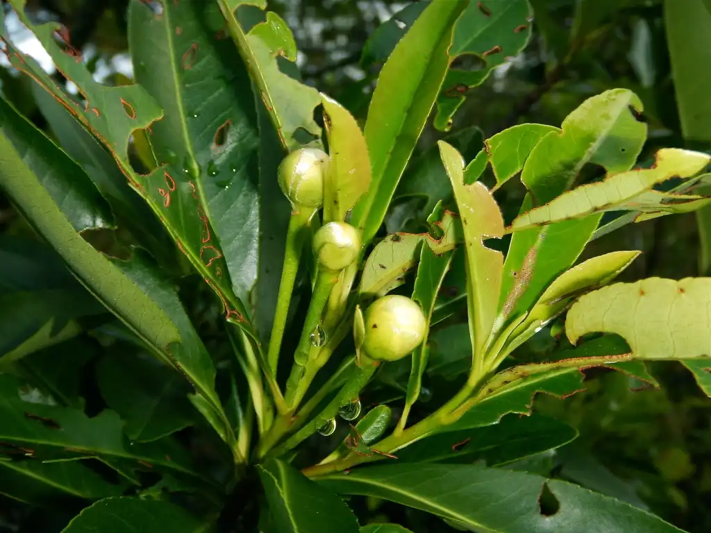 Фото Gordonia lasianthus - Flower buds:Jeff S.