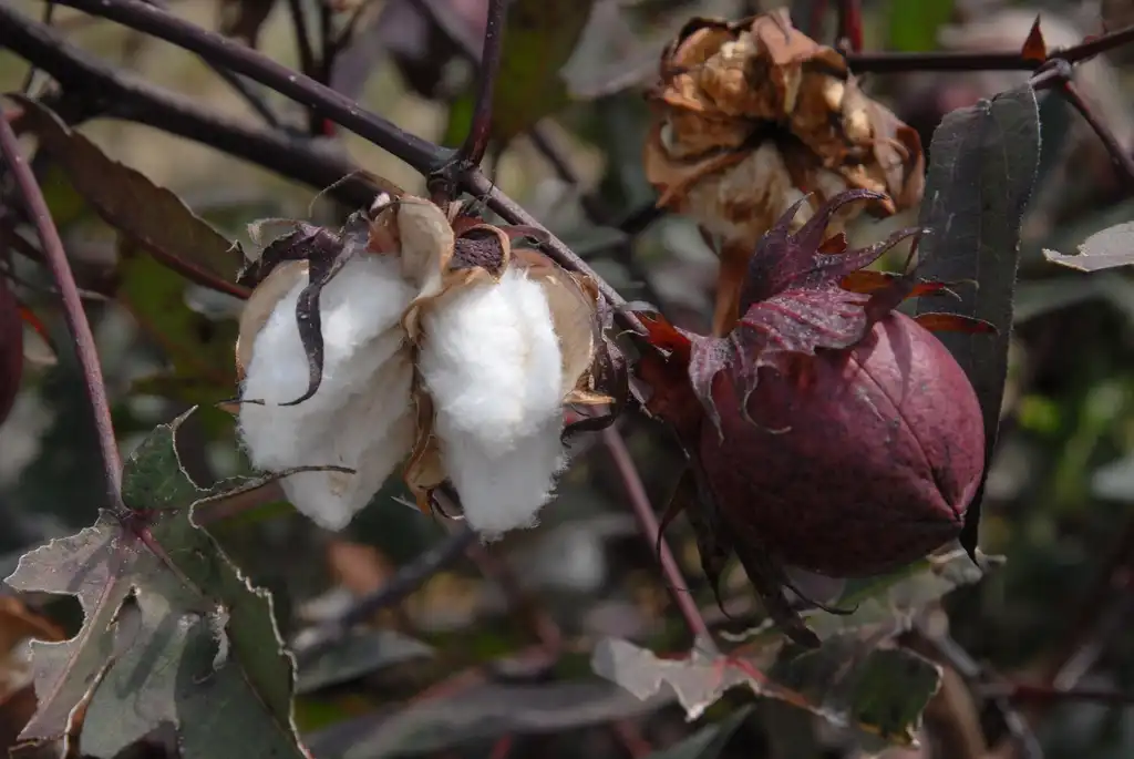 Photo of Gossypium hirsutum 'Burgandy' (Gossypium hirsutum 'Burgandy's)