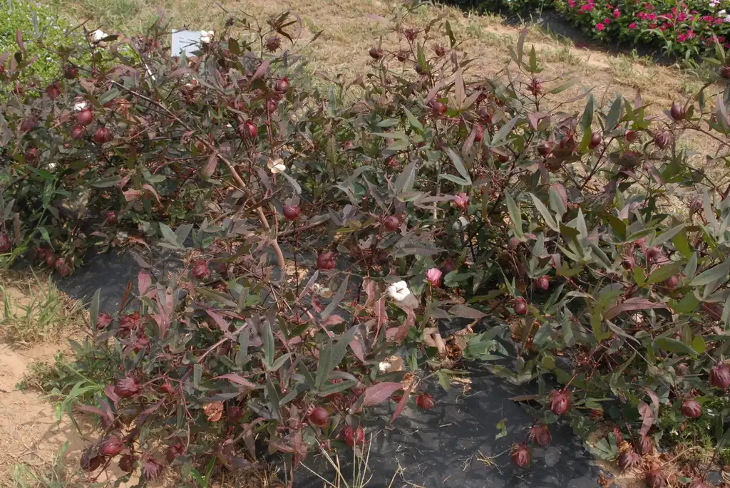 Photo of Gossypium hirsutum 'Burgandy' (Gossypium hirsutum 'Burgandy's)