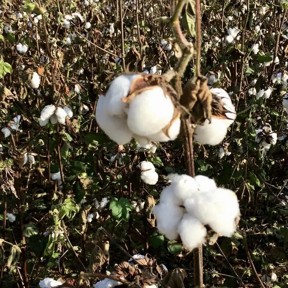 Фото Gossypium hirsutum (Gossypium hirsutums)