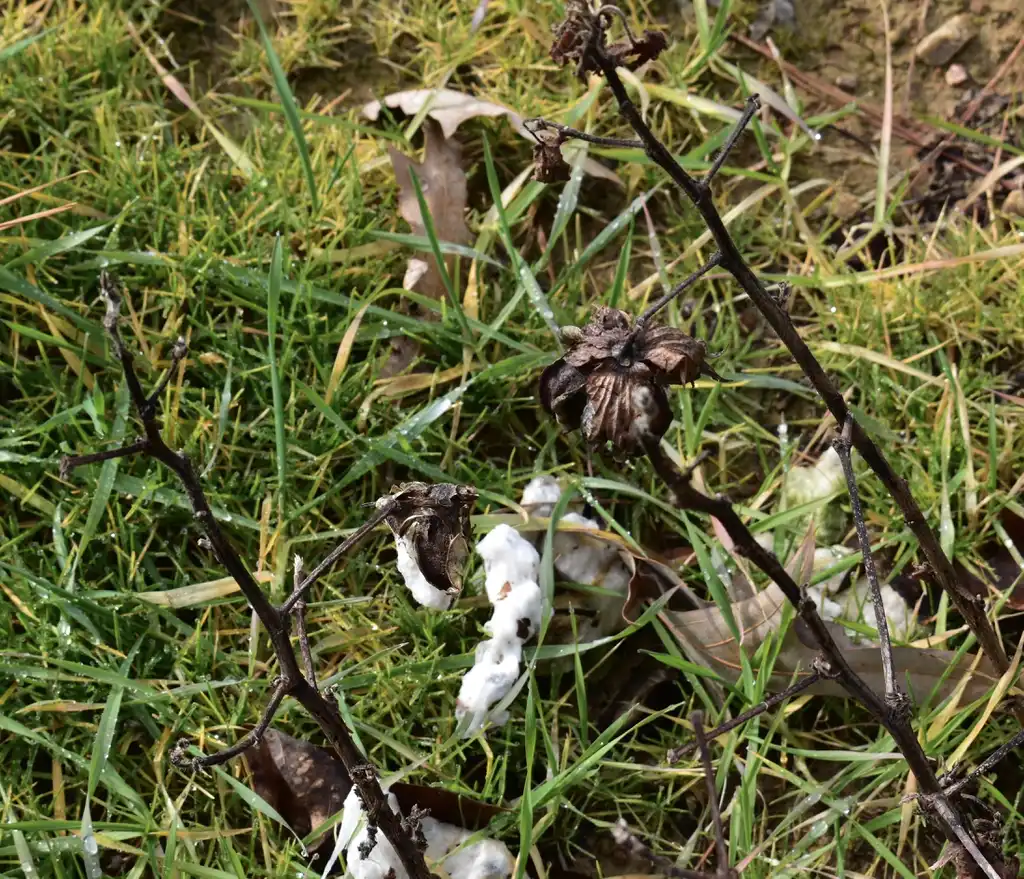 Фото Gossypium hirsutum - Cotton (Warren County, NC)-Winter:Cathy Dewitt