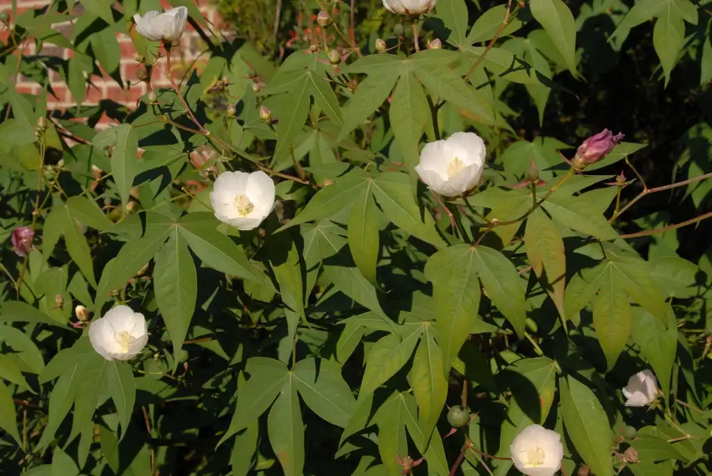Foto de Gossypium thurberi (Gossypium thurberis)