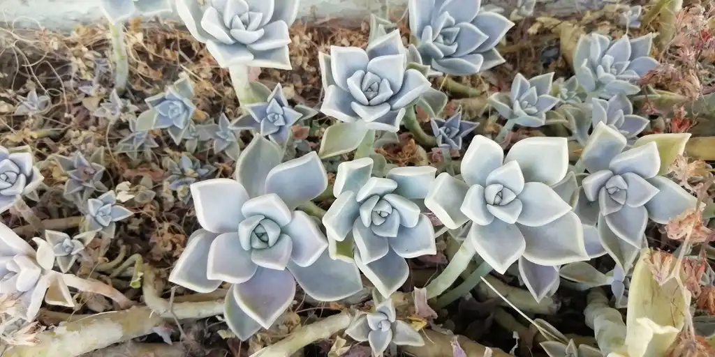 Foto de Graptopetalum paraguayense (Graptopetalum paraguayenses)