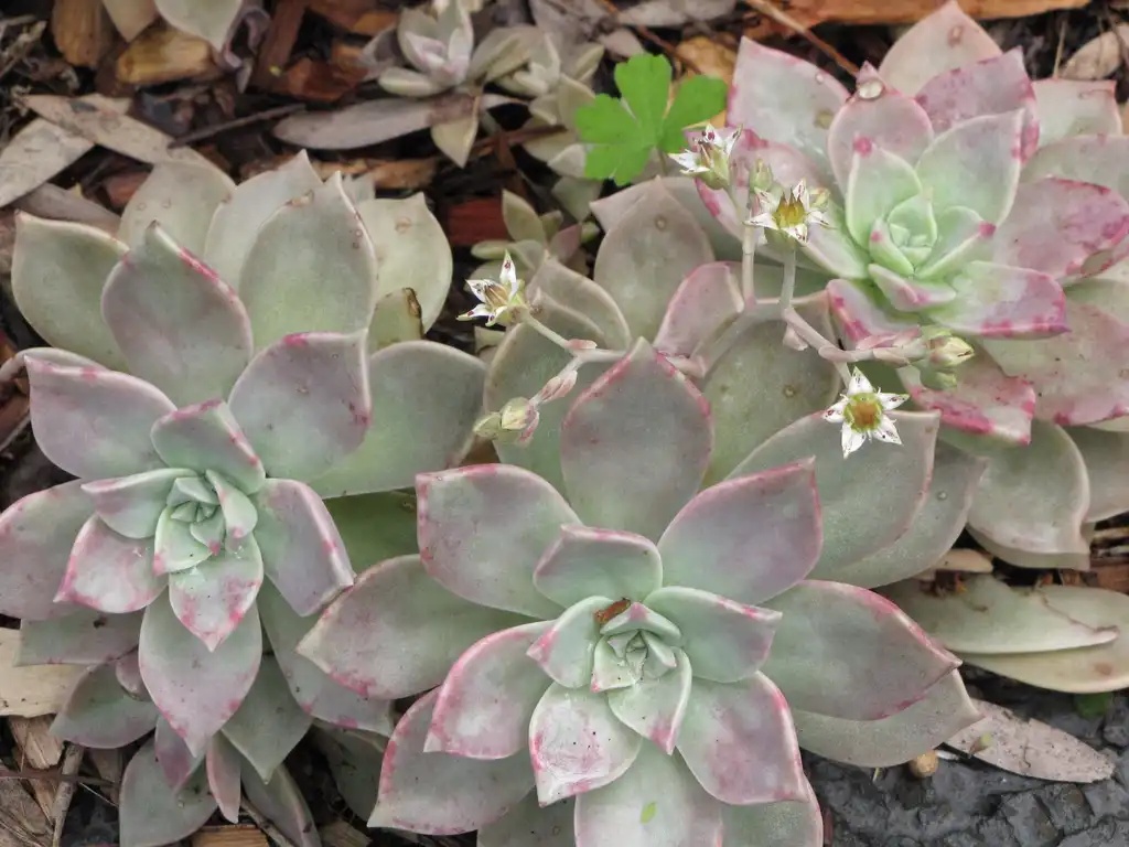 Foto de Graptopetalum paraguayense (Graptopetalum paraguayenses)