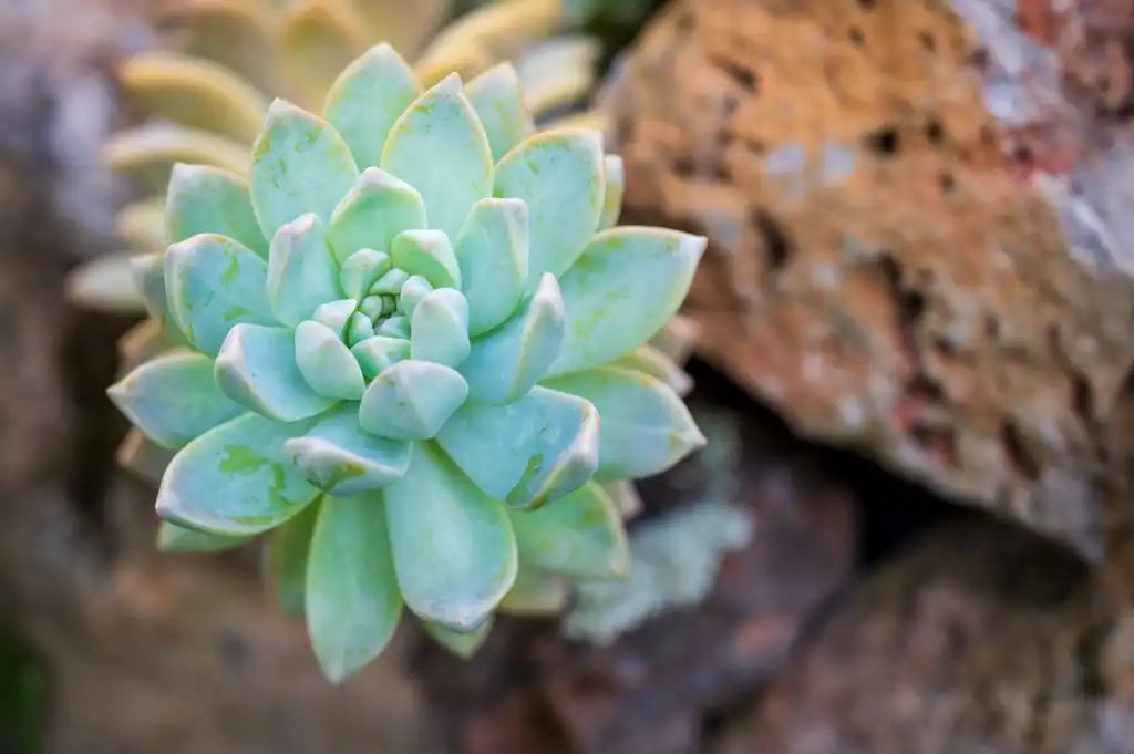 Foto de Graptopetalum paraguayense - Form:Jawed