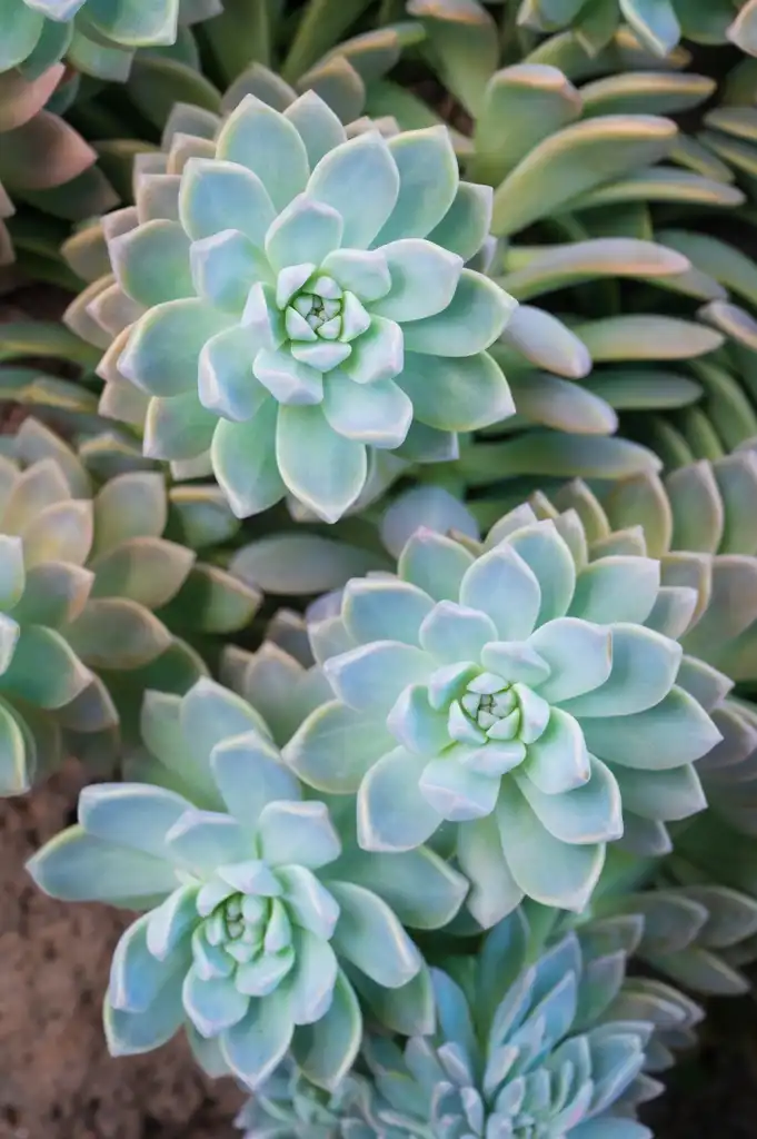 Foto de Graptopetalum paraguayense - Form:Jawed