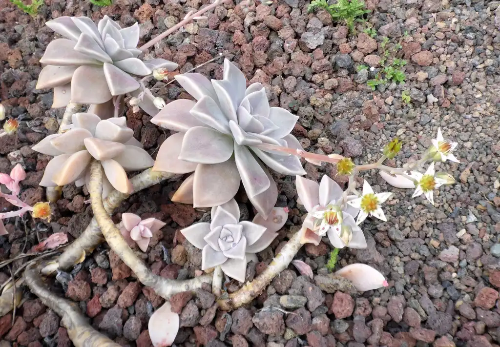 Foto de Graptopetalum paraguayense - Form:Krzysztof Ziarnek, Kenraiz