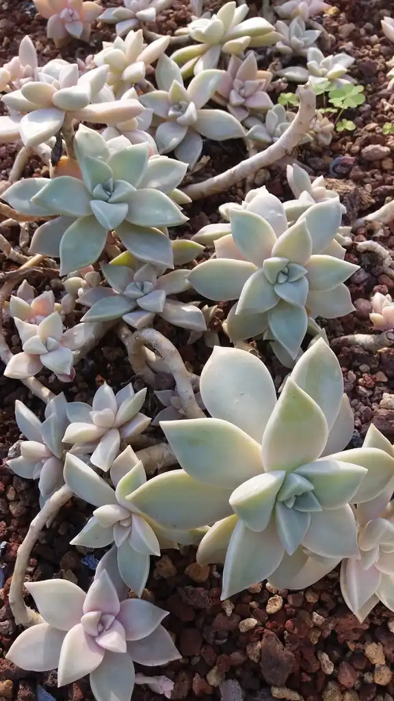 Foto de Graptopetalum paraguayense - Form:MilSin