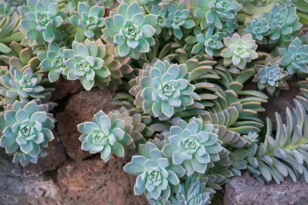 Foto de Graptopetalum paraguayense - Form:Jawed