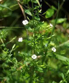 Photo of Gratiola viscidula (Gratiola viscidulas)