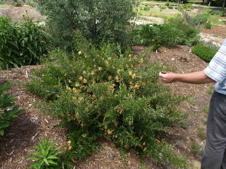 Foto de Grevillea (Grevilleas)