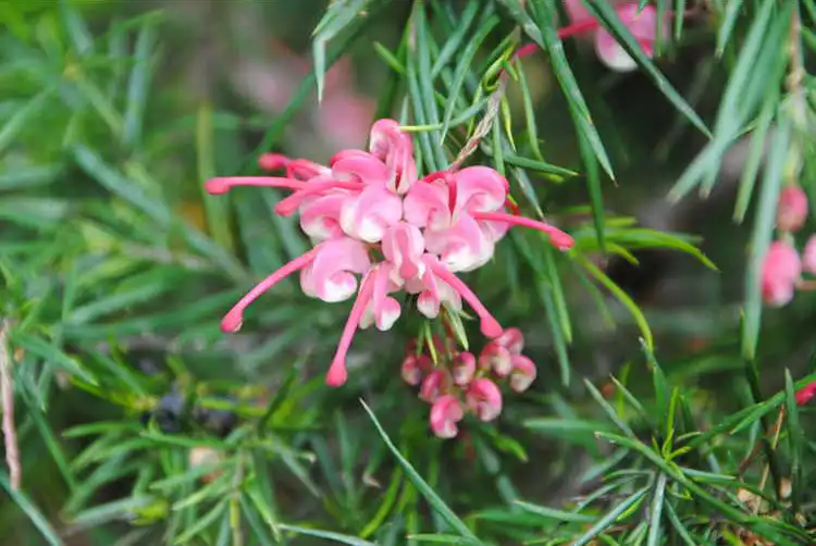 Foto de Grevillea (Grevilleas)