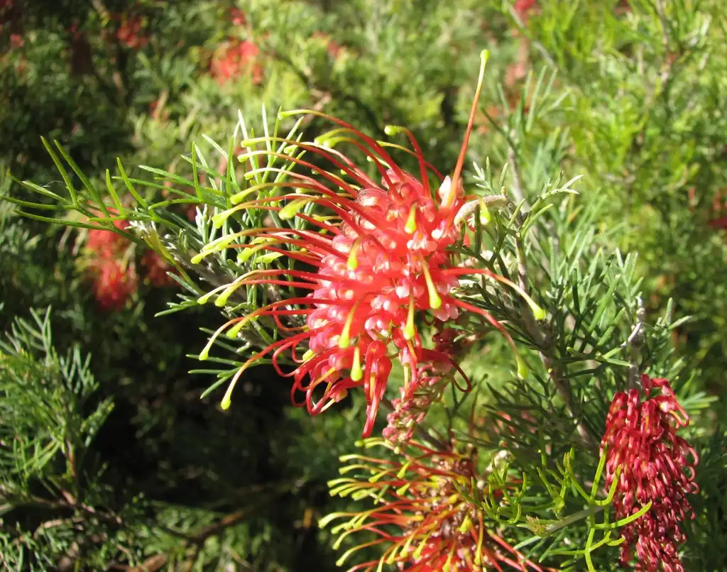 Foto de Grevillea - Flowers and leaves of G. thelemanniana:Melburnian