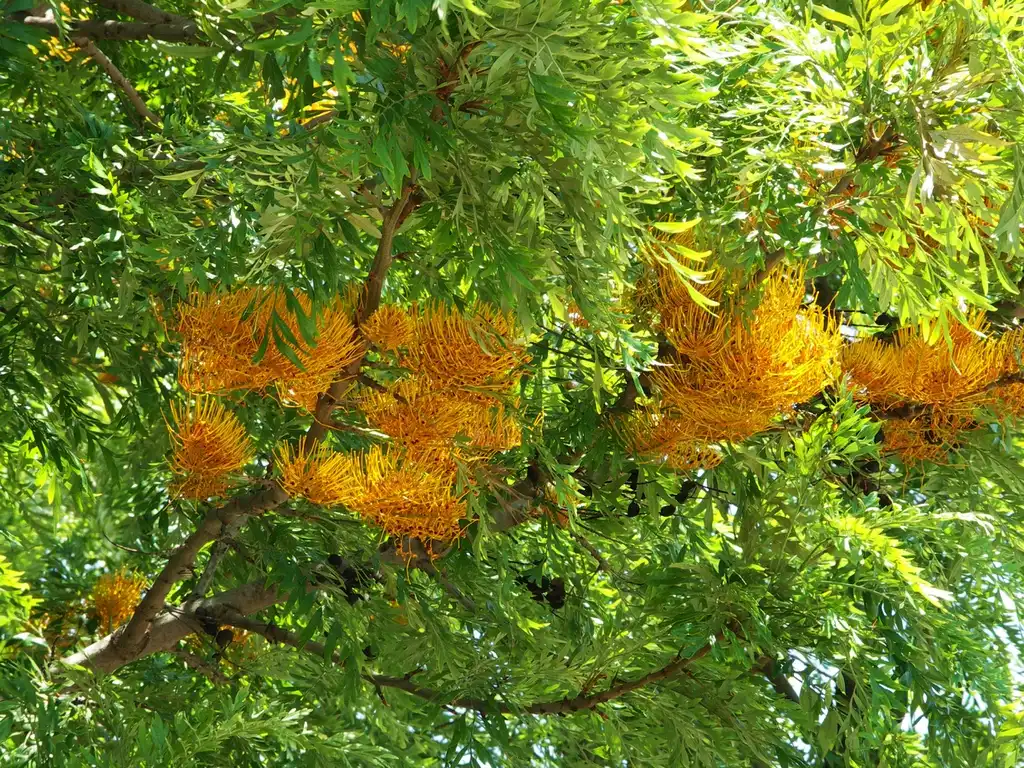 Foto de Grevillea - Branch of 'robusta':Alvesgaspar