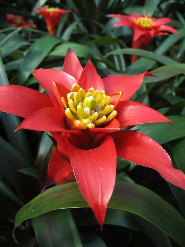 Фото Guzmania lingulata (Guzmania lingulatas)