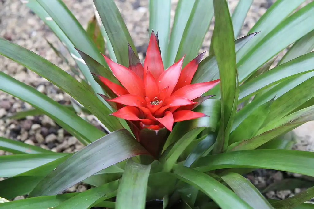Фото Guzmania lingulata (Guzmania lingulatas)