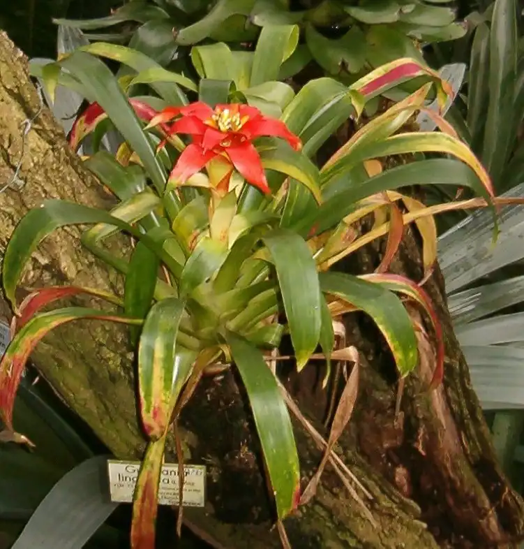 Фото Guzmania lingulata - Attached to wood:BotBin