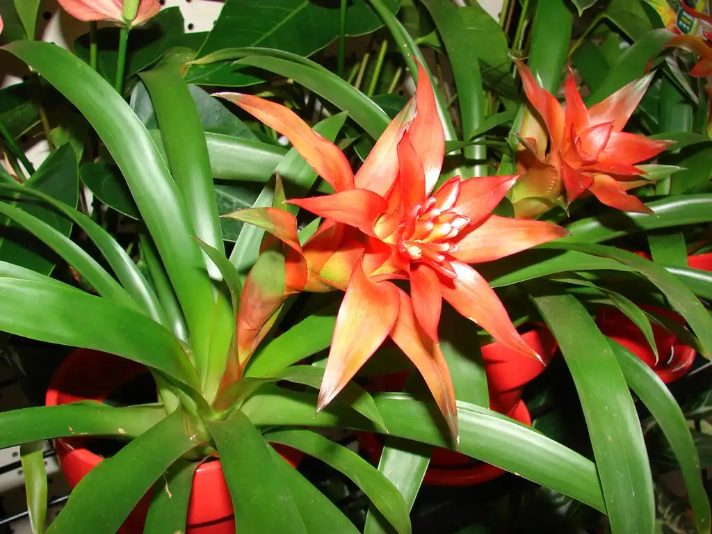 Фото Guzmania lingulata - Form:Forest & Kim Starr