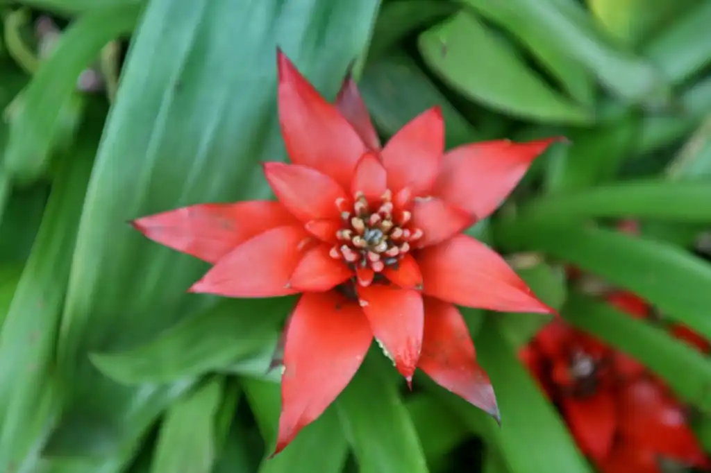 Фото Guzmania lingulata - Form:Cliff