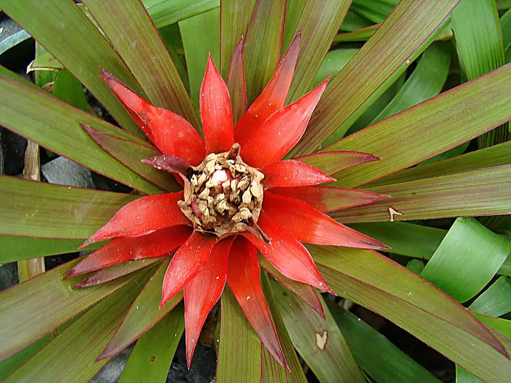 Фото Guzmania lingulata - Form:Dick Culbert
