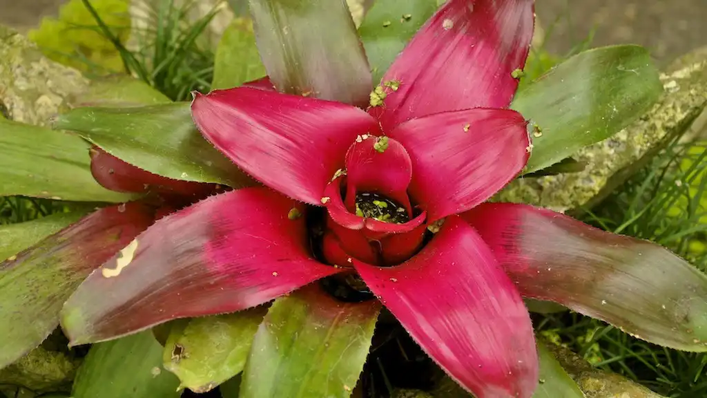 Фото Guzmania lingulata - Form:elnudomolesto
