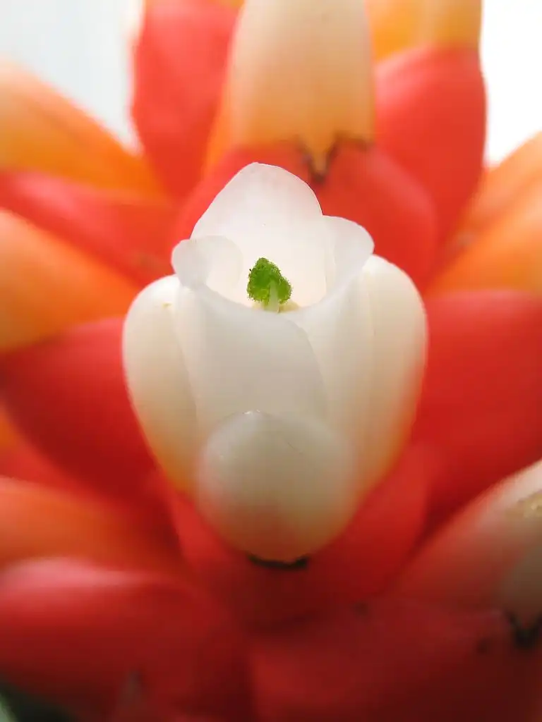 Photo of Guzmania musaica (Guzmania musaicas)