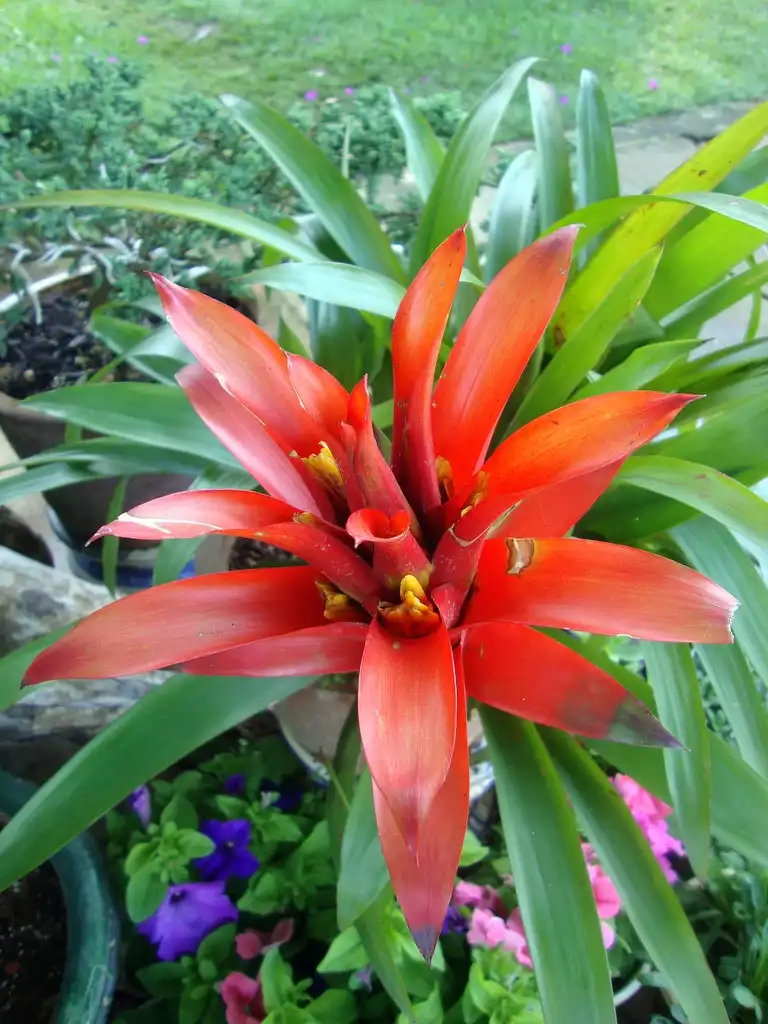 Foto de Guzmania (Guzmanias)