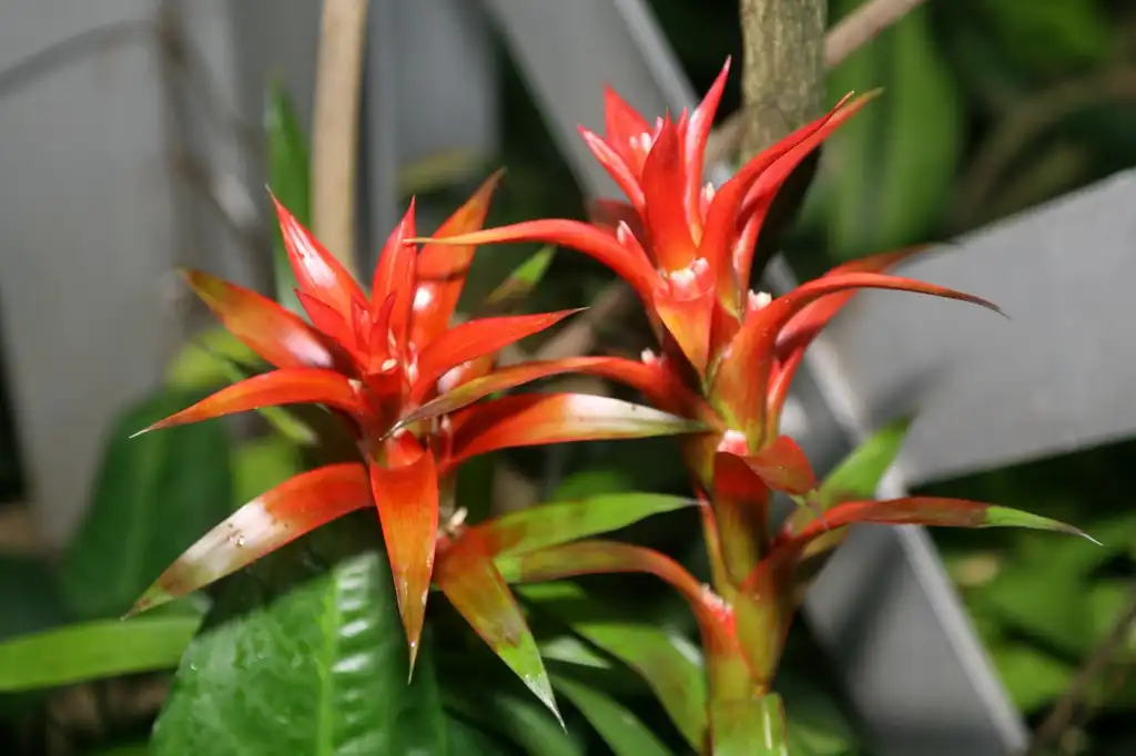 Foto de Guzmania (Guzmanias)